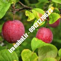 نهال سیب ژنوتیپ اصلاح شده 09120460327 مهندس ترابیان
