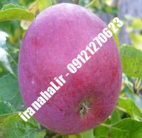 نهال سیب m106 اصلاح شده |  ۰۹۱۲۰۴۶۰۳۲۷ مهندس ترابیان | خرید نهال سیب m106 اصلاح شده | فروش نهال سیب m106 اصلاح شده | قیمت نهال سیب m106 اصلاح شده