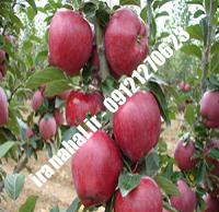 نهال سیب m107 اصلاح شده |  ۰۹۱۲۰۴۶۰۳۲۷ مهندس ترابیان | خرید نهال سیب m107 اصلاح شده | فروش نهال سیب m107 اصلاح شده | قیمت نهال سیب m107 اصلاح شده