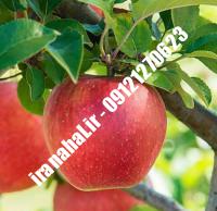 نهال سیب m111 اصلاح شده |  ۰۹۱۲۰۴۶۰۳۲۷ مهندس ترابیان | خرید نهال سیب m111 اصلاح شده | فروش نهال سیب m111 اصلاح شده | قیمت نهال سیب m111 اصلاح شده