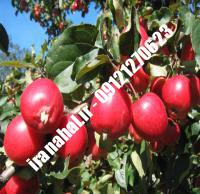 نهال سیب m7 اصلاح شده |  ۰۹۱۲۰۴۶۰۳۲۷ مهندس ترابیان | خرید نهال سیب m7 اصلاح شده | فروش نهال سیب m7 اصلاح شده | قیمت نهال سیب m7 اصلاح شده