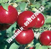 نهال سیب آکان اصلاح شده |  ۰۹۱۲۰۴۶۰۳۲۷ مهندس ترابیان | خرید نهال سیب آکان اصلاح شده | فروش نهال سیب آکان اصلاح شده | قیمت نهال سیب آکان اصلاح شده
