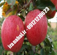نهال سیب توسرخ اصلاح شده |  ۰۹۱۲۰۴۶۰۳۲۷ مهندس ترابیان | خرید نهال سیب توسرخ اصلاح شده | فروش نهال سیب توسرخ اصلاح شده | قیمت نهال سیب توسرخ اصلاح شده