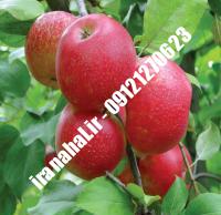 نهال سیب جوناتان اصلاح شده |  ۰۹۱۲۰۴۶۰۳۲۷ مهندس ترابیان | خرید نهال سیب جوناتان اصلاح شده | فروش نهال سیب جوناتان اصلاح شده | قیمت نهال سیب جوناتان اصلاح شده