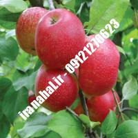 نهال سیب جوناتان اصلاح شده 09120460327 مهندس ترابیان