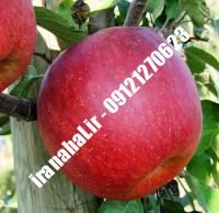نهال سیب جوناگلد اصلاح شده |  ۰۹۱۲۰۴۶۰۳۲۷ مهندس ترابیان | خرید نهال سیب جوناگلد اصلاح شده | فروش نهال سیب جوناگلد اصلاح شده | قیمت نهال سیب جوناگلد اصلاح شده