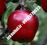 نهال سیب رد مریکال اصلاح شده |  ۰۹۱۲۰۴۶۰۳۲۷ مهندس ترابیان | خرید نهال سیب رد مریکال اصلاح شده | فروش نهال سیب رد مریکال اصلاح شده | قیمت نهال سیب رد مریکال اصلاح شده