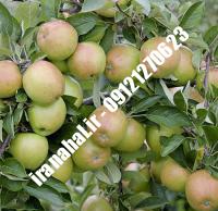 نهال سیب ردچیف اصلاح شده |  ۰۹۱۲۰۴۶۰۳۲۷ مهندس ترابیان | خرید نهال سیب ردچیف اصلاح شده | فروش نهال سیب ردچیف اصلاح شده | قیمت نهال سیب ردچیف اصلاح شده