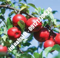 نهال سیب رم بیوتی اصلاح شده |  ۰۹۱۲۰۴۶۰۳۲۷ مهندس ترابیان | خرید نهال سیب رم بیوتی اصلاح شده | فروش نهال سیب رم بیوتی اصلاح شده | قیمت نهال سیب رم بیوتی اصلاح شده