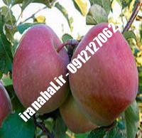 نهال سیب زودبازده اصلاح شده |  ۰۹۱۲۰۴۶۰۳۲۷ مهندس ترابیان | خرید نهال سیب زودبازده اصلاح شده | فروش نهال سیب زودبازده اصلاح شده | قیمت نهال سیب زودبازده اصلاح شده