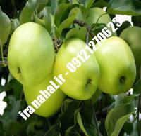 نهال سیب سبز اصلاح شده |  ۰۹۱۲۰۴۶۰۳۲۷ مهندس ترابیان | خرید نهال سیب سبز اصلاح شده | فروش نهال سیب سبز اصلاح شده | قیمت نهال سیب سبز اصلاح شده