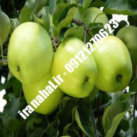 نهال سیب سبز اصلاح شده 09120460327 مهندس ترابیان