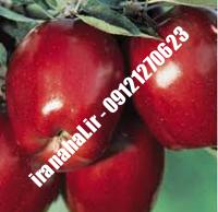 نهال سیب شمیرانی اصلاح شده |  ۰۹۱۲۰۴۶۰۳۲۷ مهندس ترابیان | خرید نهال سیب شمیرانی اصلاح شده | فروش نهال سیب شمیرانی اصلاح شده | قیمت نهال سیب شمیرانی اصلاح شده