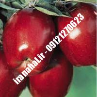 نهال سیب شمیرانی اصلاح شده 09120460327 مهندس ترابیان