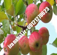 نهال سیب شناسنامه دار اصلاح شده |  ۰۹۱۲۰۴۶۰۳۲۷ مهندس ترابیان | خرید نهال سیب شناسنامه دار اصلاح شده | فروش نهال سیب شناسنامه دار اصلاح شده | قیمت نهال سیب شناسنامه دار اصلاح شده