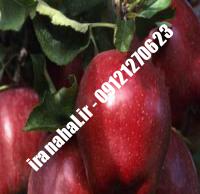 نهال سیب لبنان قرمز اصلاح شده |  ۰۹۱۲۰۴۶۰۳۲۷ مهندس ترابیان | خرید نهال سیب لبنان قرمز اصلاح شده | فروش نهال سیب لبنان قرمز اصلاح شده | قیمت نهال سیب لبنان قرمز اصلاح شده