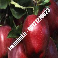 نهال سیب لبنان قرمز اصلاح شده 09120460327 مهندس ترابیان