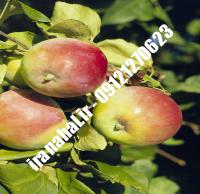 نهال سیب مک اینتاش اصلاح شده |  ۰۹۱۲۰۴۶۰۳۲۷ مهندس ترابیان | خرید نهال سیب مک اینتاش اصلاح شده | فروش نهال سیب مک اینتاش اصلاح شده | قیمت نهال سیب مک اینتاش اصلاح شده