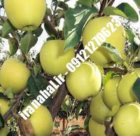 نهال سیب پیوندی اصلاح شده |  ۰۹۱۲۰۴۶۰۳۲۷ مهندس ترابیان | خرید نهال سیب پیوندی اصلاح شده | فروش نهال سیب پیوندی اصلاح شده | قیمت نهال سیب پیوندی اصلاح شده