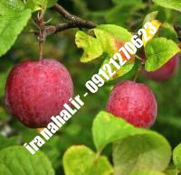 نهال سیب ژنوتیپ اصلاح شده |  ۰۹۱۲۰۴۶۰۳۲۷ مهندس ترابیان | خرید نهال سیب ژنوتیپ اصلاح شده | فروش نهال سیب ژنوتیپ اصلاح شده | قیمت نهال سیب ژنوتیپ اصلاح شده