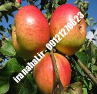 نهال سیب کاکس ارنج اصلاح شده |  ۰۹۱۲۰۴۶۰۳۲۷ مهندس ترابیان | خرید نهال سیب کاکس ارنج اصلاح شده | فروش نهال سیب کاکس ارنج اصلاح شده | قیمت نهال سیب کاکس ارنج اصلاح شده