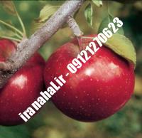 نهال سیب کشت بافت اصلاح شده |  ۰۹۱۲۰۴۶۰۳۲۷ مهندس ترابیان | خرید نهال سیب کشت بافت اصلاح شده | فروش نهال سیب کشت بافت اصلاح شده | قیمت نهال سیب کشت بافت اصلاح شده