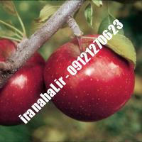 نهال سیب کشت بافت اصلاح شده 09120460327 مهندس ترابیان
