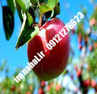 نهال سیب گلشاهی اصلاح شده |  ۰۹۱۲۰۴۶۰۳۲۷ مهندس ترابیان | خرید نهال سیب گلشاهی اصلاح شده | فروش نهال سیب گلشاهی اصلاح شده | قیمت نهال سیب گلشاهی اصلاح شده