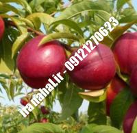 نهال شلیل سیبی اصلاح شده |  ۰۹۱۲۰۴۶۰۳۲۷ مهندس ترابیان | خرید نهال شلیل سیبی اصلاح شده | فروش نهال شلیل سیبی اصلاح شده | قیمت نهال شلیل سیبی اصلاح شده