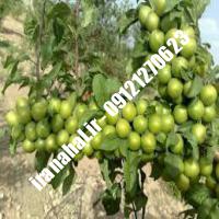 نهال گوجه سبز آذرشهر اصلاح شده 09120460327 مهندس ترابیان