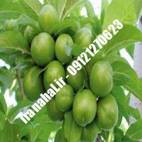 نهال گوجه سبز اسراییلی اصلاح شده 09120460327 مهندس ترابیان
