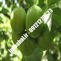 نهال گوجه سبز صادراتی اصلاح شده 09120460327 مهندس ترابیان